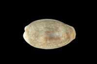 藏品(愛龍寶螺)的圖片